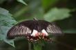 

       PAPILIO MEMON 
        PHILIPPINES