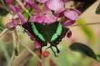 

    PAPILIO PALINURUS
       PHILIPPINES