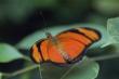 

        DRYAS IULA
          GUYANE